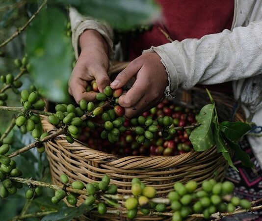 Kahve Çiftliklerinden Fincana Uzanan Yolculuk Her gün milyonlarca insanın keyifle tükettiği kahve, aslında uzun, titizlik gerektiren ve birçok aşamadan oluşan bir üretim sürecinin sonunda fincanlara ulaşıyor. Tropikal iklim kuşağındaki verimli topraklarda başlayan bu yolculuk, hasat, işleme, kurutma, kavurma ve demleme gibi birçok önemli aşamadan geçerek tamamlanıyor. Her adım, kahvenin aromasını, kokusunu ve lezzetini doğrudan etkiliyor. Konulu bir haber görseli.