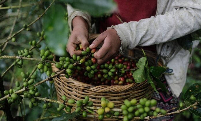 Kahve Çiftliklerinden Fincana Uzanan Yolculuk Her gün milyonlarca insanın keyifle tükettiği kahve, aslında uzun, titizlik gerektiren ve birçok aşamadan oluşan bir üretim sürecinin sonunda fincanlara ulaşıyor. Tropikal iklim kuşağındaki verimli topraklarda başlayan bu yolculuk, hasat, işleme, kurutma, kavurma ve demleme gibi birçok önemli aşamadan geçerek tamamlanıyor. Her adım, kahvenin aromasını, kokusunu ve lezzetini doğrudan etkiliyor. Konulu bir haber görseli.