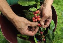 Kahve, dünya genelinde en fazla tüketilen içeceklerden biri olmasının yanı sıra milyonlarca üretici için önemli bir geçim kaynağı oluşturuyor. Tüketicilerin fincanlarına ulaşan kaliteli kahvenin arkasında ise oldukça uzun ve dikkat gerektiren bir üretim zinciri bulunuyor. Bu zincirin en kritik aşamalarından biri de kahve hasadı süreci olarak öne çıkıyor. Hasadın doğru zamanda ve doğru yöntemlerle gerçekleştirilmesi, kahvenin aroma, lezzet ve kalite değerlerini doğrudan etkiliyor. Konulu bir haber görseli.
