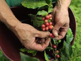 Kahve, dünya genelinde en fazla tüketilen içeceklerden biri olmasının yanı sıra milyonlarca üretici için önemli bir geçim kaynağı oluşturuyor. Tüketicilerin fincanlarına ulaşan kaliteli kahvenin arkasında ise oldukça uzun ve dikkat gerektiren bir üretim zinciri bulunuyor. Bu zincirin en kritik aşamalarından biri de kahve hasadı süreci olarak öne çıkıyor. Hasadın doğru zamanda ve doğru yöntemlerle gerçekleştirilmesi, kahvenin aroma, lezzet ve kalite değerlerini doğrudan etkiliyor. Konulu bir haber görseli.
