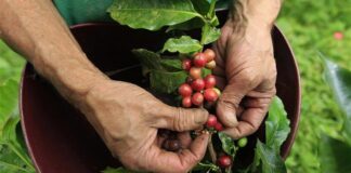 Kahve, dünya genelinde en fazla tüketilen içeceklerden biri olmasının yanı sıra milyonlarca üretici için önemli bir geçim kaynağı oluşturuyor. Tüketicilerin fincanlarına ulaşan kaliteli kahvenin arkasında ise oldukça uzun ve dikkat gerektiren bir üretim zinciri bulunuyor. Bu zincirin en kritik aşamalarından biri de kahve hasadı süreci olarak öne çıkıyor. Hasadın doğru zamanda ve doğru yöntemlerle gerçekleştirilmesi, kahvenin aroma, lezzet ve kalite değerlerini doğrudan etkiliyor. Konulu bir haber görseli.