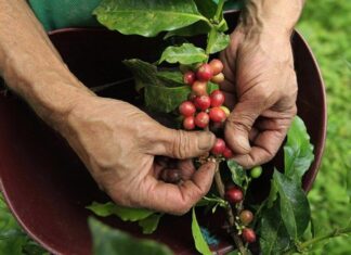 Kahve, dünya genelinde en fazla tüketilen içeceklerden biri olmasının yanı sıra milyonlarca üretici için önemli bir geçim kaynağı oluşturuyor. Tüketicilerin fincanlarına ulaşan kaliteli kahvenin arkasında ise oldukça uzun ve dikkat gerektiren bir üretim zinciri bulunuyor. Bu zincirin en kritik aşamalarından biri de kahve hasadı süreci olarak öne çıkıyor. Hasadın doğru zamanda ve doğru yöntemlerle gerçekleştirilmesi, kahvenin aroma, lezzet ve kalite değerlerini doğrudan etkiliyor. Konulu bir haber görseli.