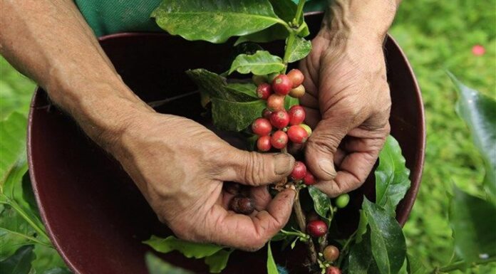 Kahve Hasadı Süreci Nasıl Gerçekleşiyor? Kahve, dünya genelinde en fazla tüketilen içeceklerden biri olmasının yanı sıra milyonlarca üretici için önemli bir geçim kaynağı oluşturuyor. Tüketicilerin fincanlarına ulaşan kaliteli kahvenin arkasında ise oldukça uzun ve dikkat gerektiren bir üretim zinciri bulunuyor. Bu zincirin en kritik aşamalarından biri de kahve hasadı süreci olarak öne çıkıyor. Hasadın doğru zamanda ve doğru yöntemlerle gerçekleştirilmesi, kahvenin aroma, lezzet ve kalite değerlerini doğrudan etkiliyor. Konulu bir haber görseli.